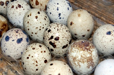 Quail eggs were a hit on OLX