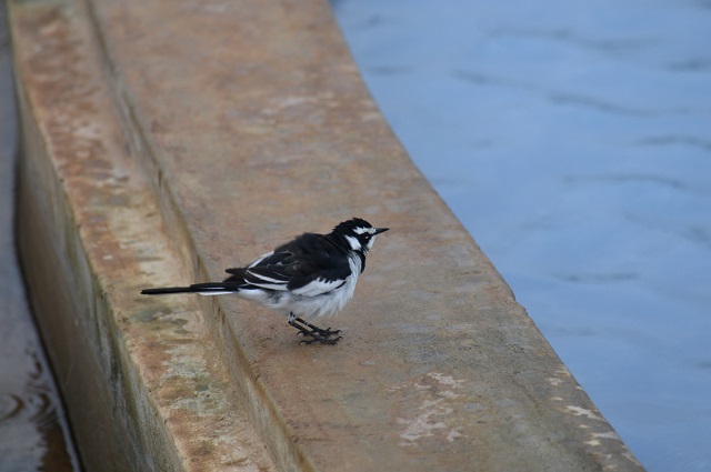 the pool is made of concrete with Mazeras stone lining the walkway. The water was so tempting even this bird was tempted to take a dip