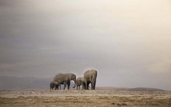 Elephants walking to the swamp in Amboseli National Park © One Touch Media Kenya