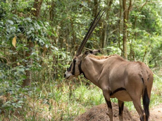 photo-by-brian-gatimu-oryx